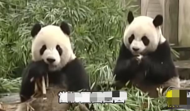 我国跟日本的熊猫租借合同到期了，按照合同要求日本要返还熊猫，日本议员提出把台湾地