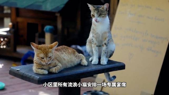 #请全小区的流浪猫吃席#
今日小区限定温柔上线，特意给整片园区的流浪小猫们安排了一场热闹满满的专属宴