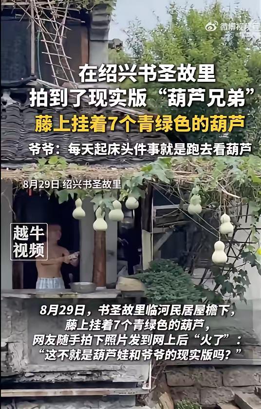 现实版“爷爷和7个葫芦娃”火了！绍兴书圣故里，75岁老人，花6元买了葫芦秧苗，结