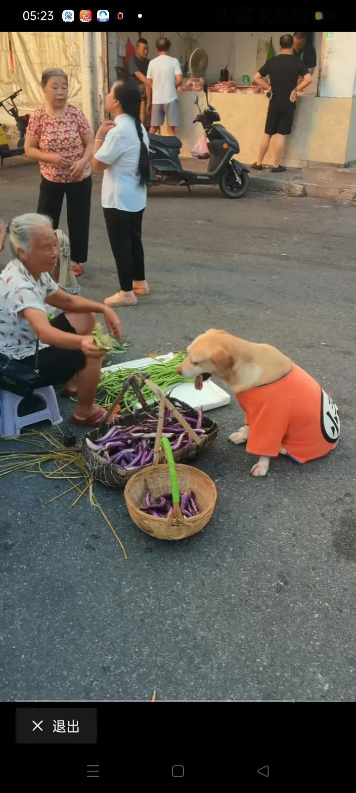 广东的一个单身男子，老是懒得出街去买菜，每天都是到了做饭的时候，才叫家里的老黄狗