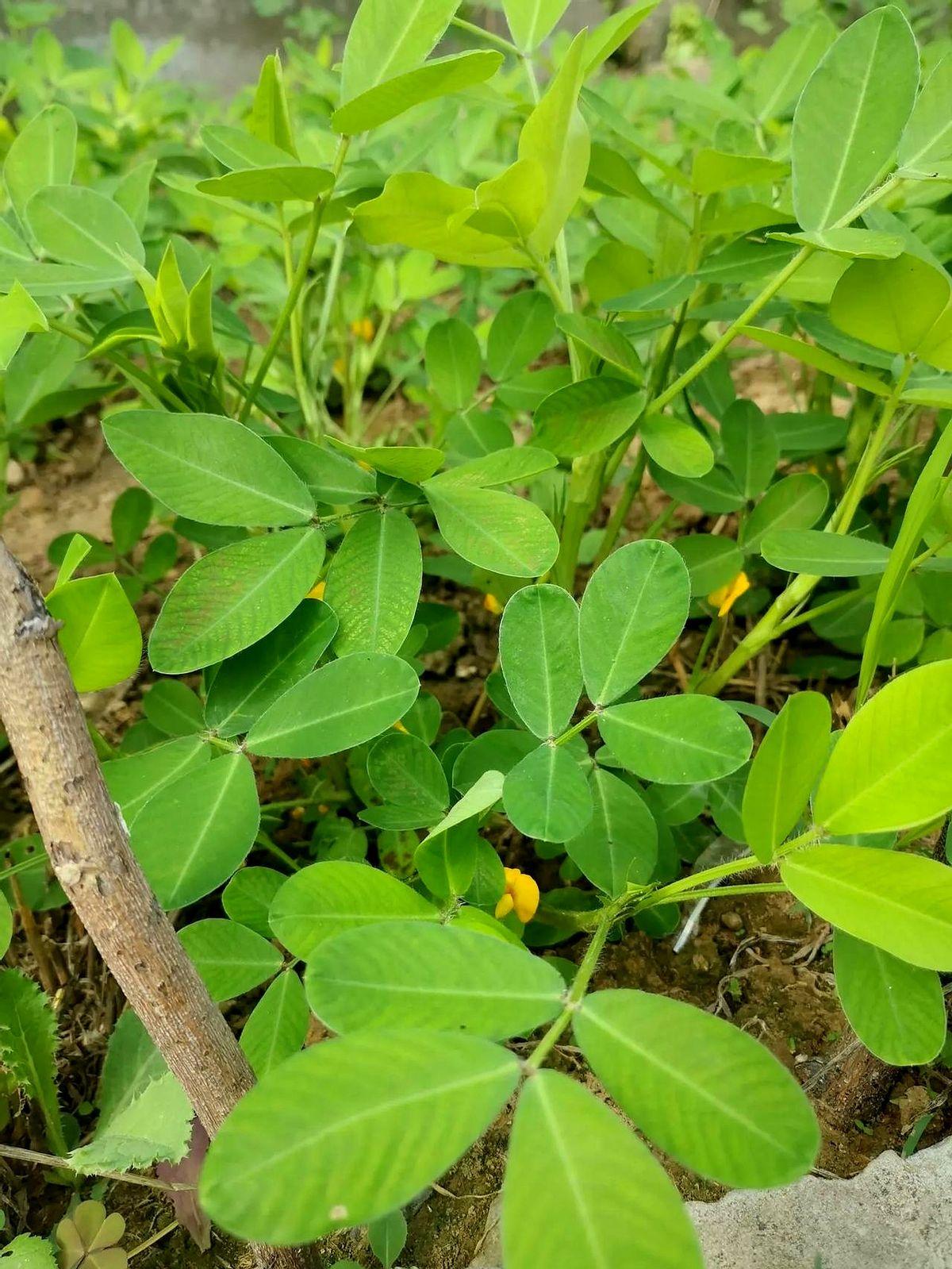高考分数已公布。
那同学拿着550分的成绩单报喜，平时总考第一的张哥直接把手机丢