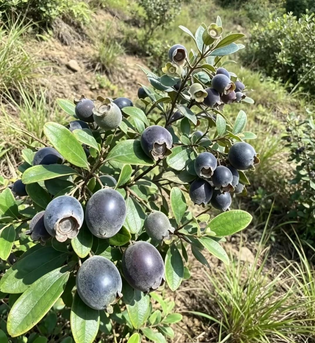 超市买不到，花钱也种不出来！雷州半岛的野生稔子，才是真正的“山珍”


“七月七
