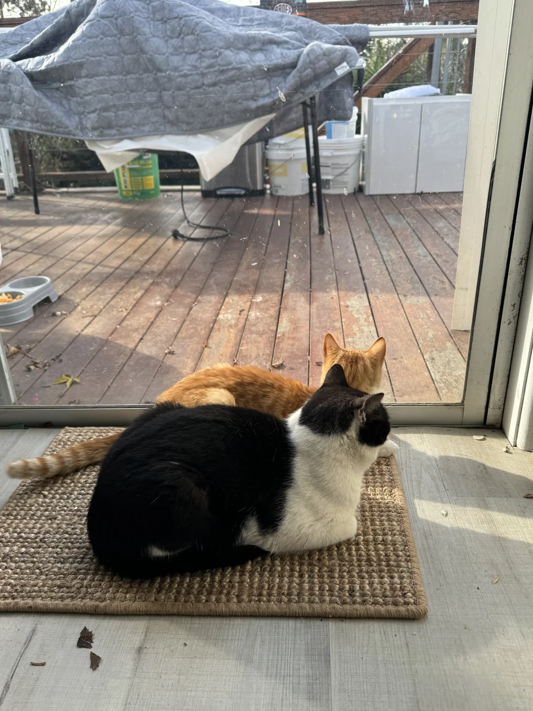 二猫家庭的幸福！