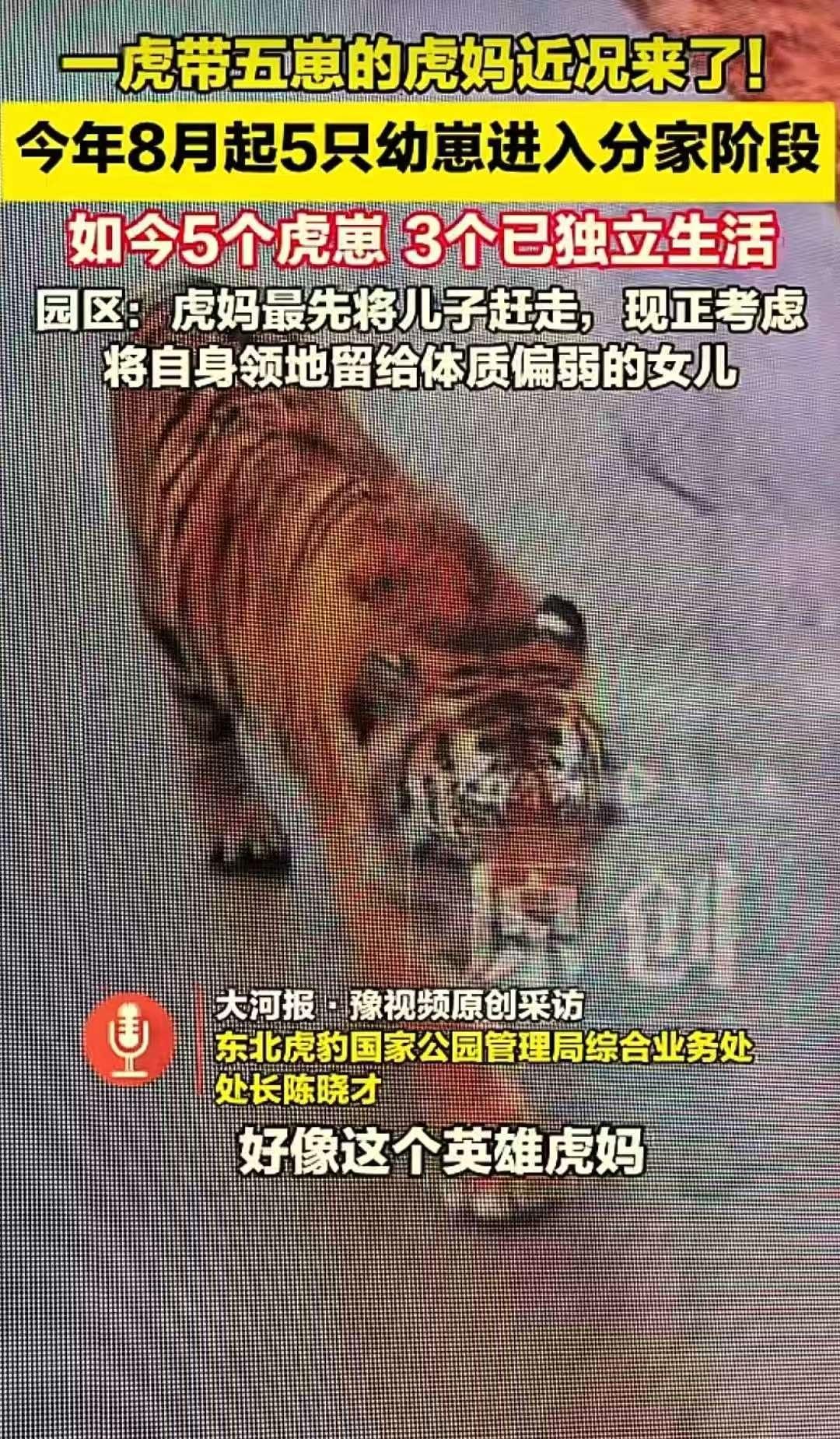 万物有灵！”吉林，一只6岁母虎独自抚养5只幼崽，一年多后，幼崽陆续分家。万万没想