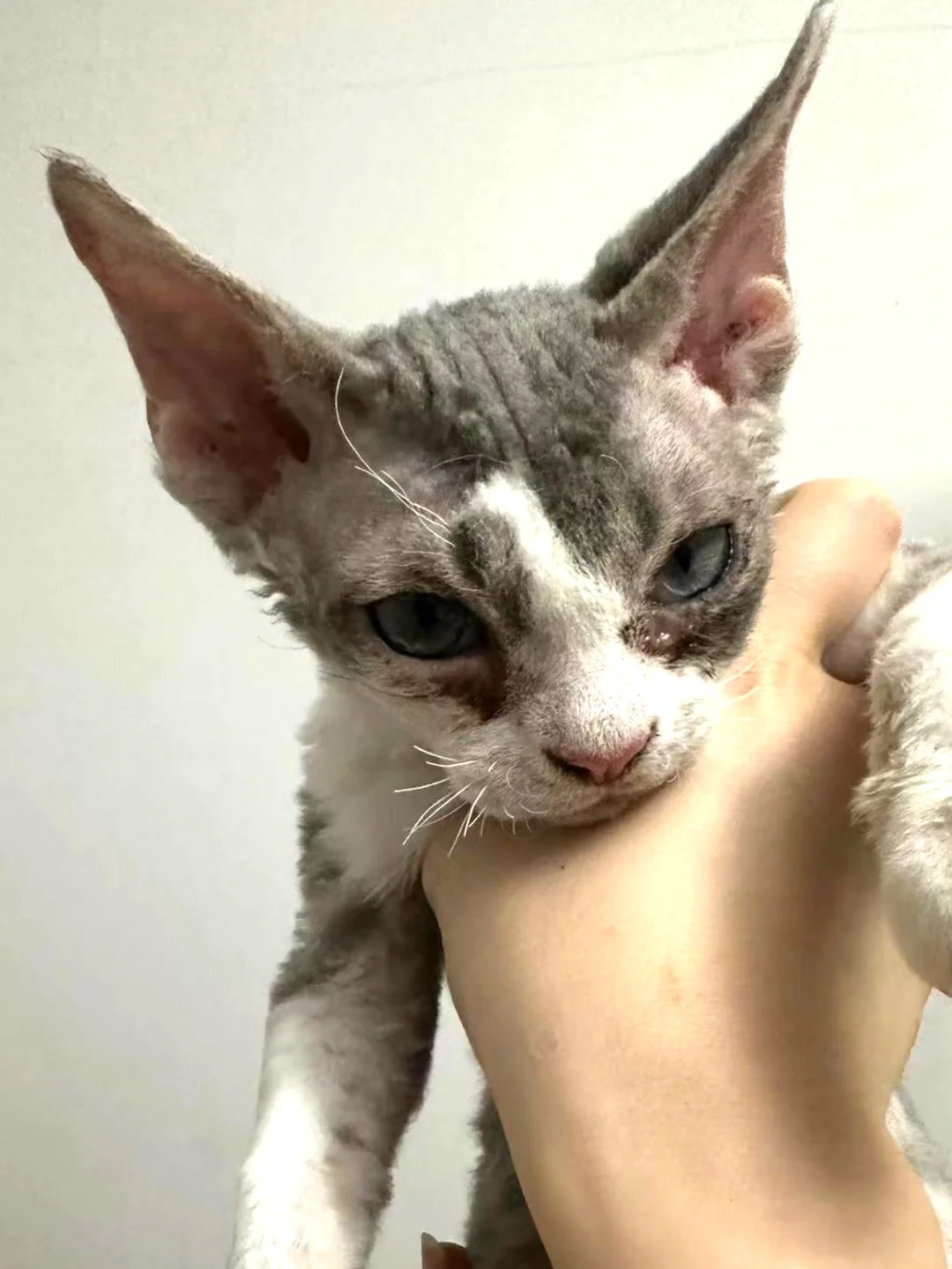 有人管管德文的眼屎么？每天擦还这样