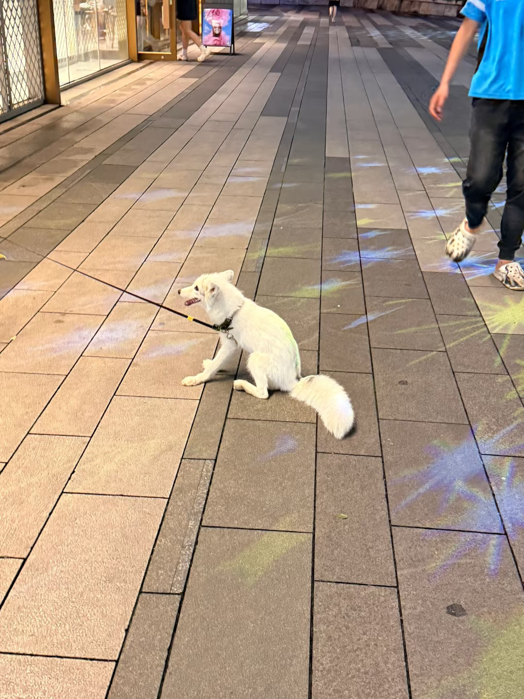 第一次见到宠物狐狸！！