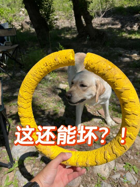 拉布拉多天塌了，这个玩具是不是都有？