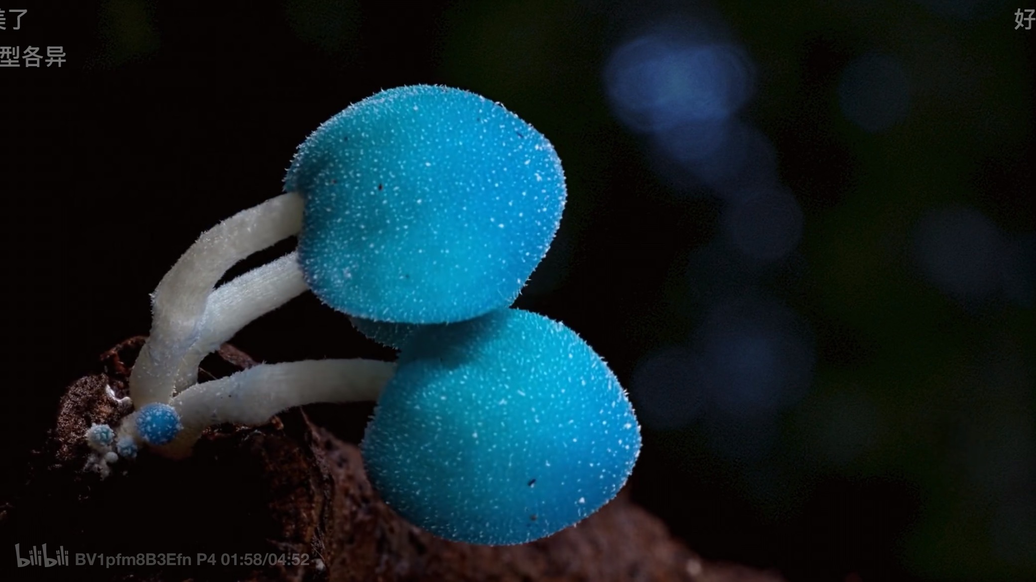 昨天下午雨过天晴出去遛狗的时候发现草地上有蘑菇🍄今天就打开纪录片看了蘑菇这本百