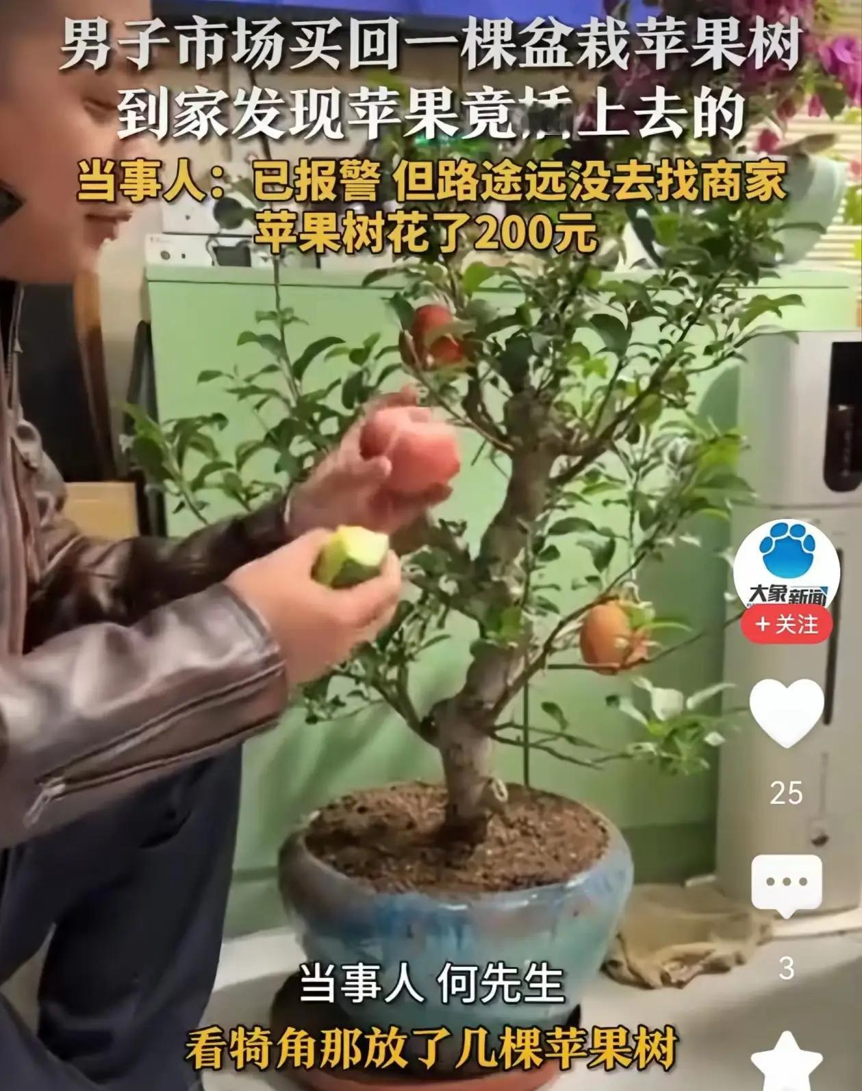 200元买“硕果累累”苹果树，回家一摘傻眼了！全是螺丝拧上去的假果子！天津大哥怒