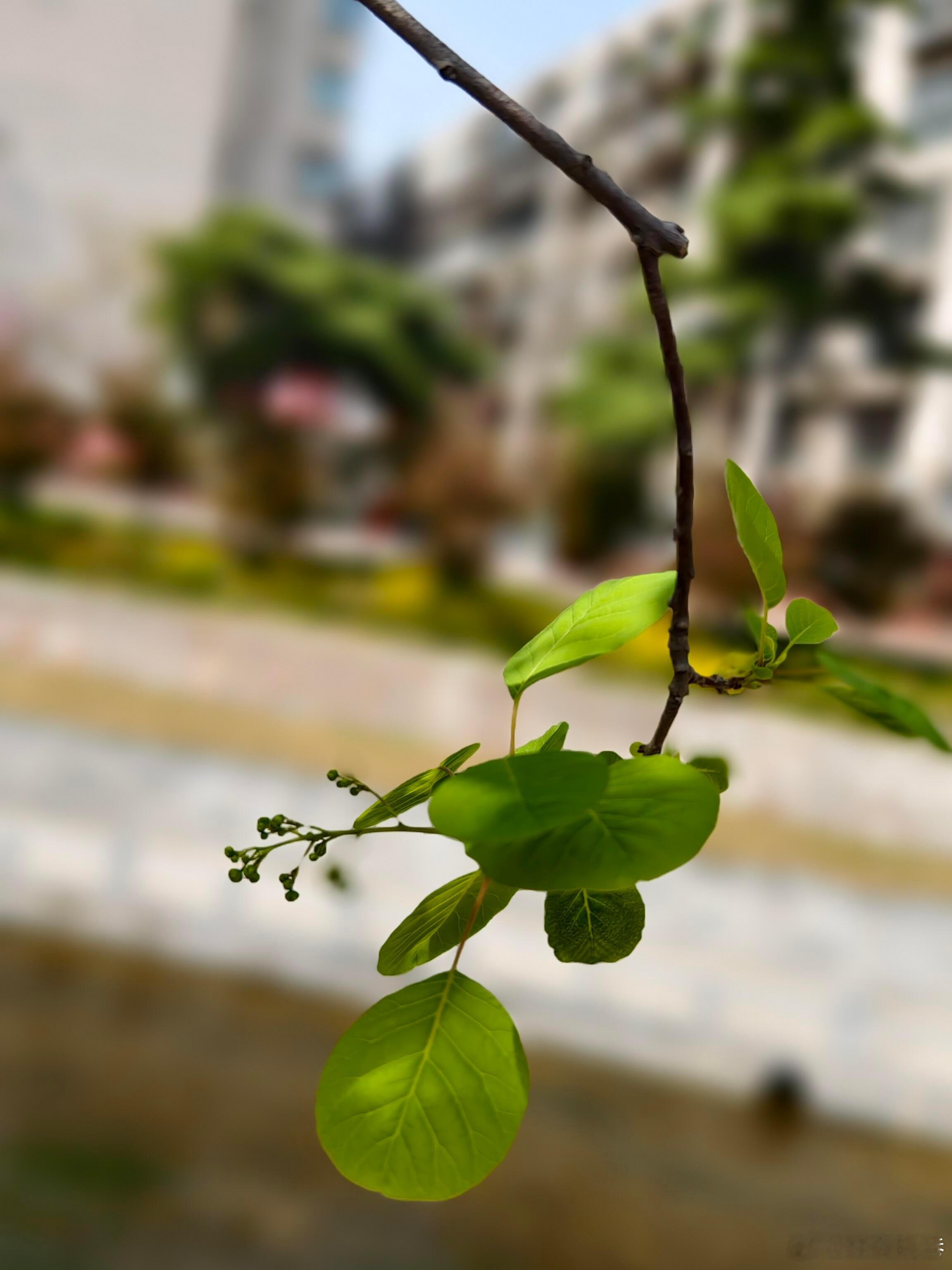 摄影今日晴好，出门随手拍下几枝黄栌，才发觉它藏着两种截然不同的美。澄澈蓝天作底色