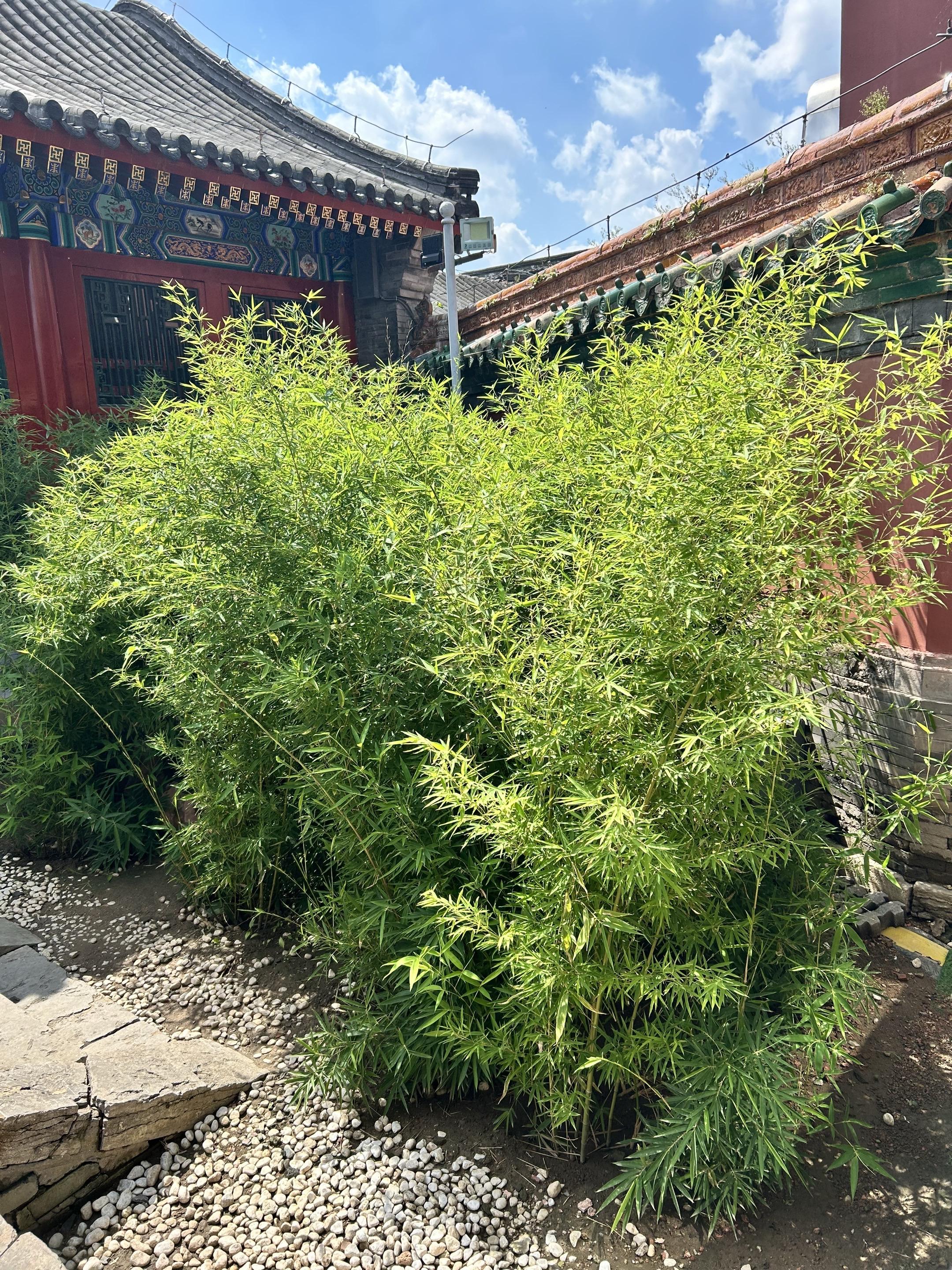 《金鬓谣》白和光 偏执狠辣权臣vs柔弱坚韧婢女 男主是个高傲凉薄的人...