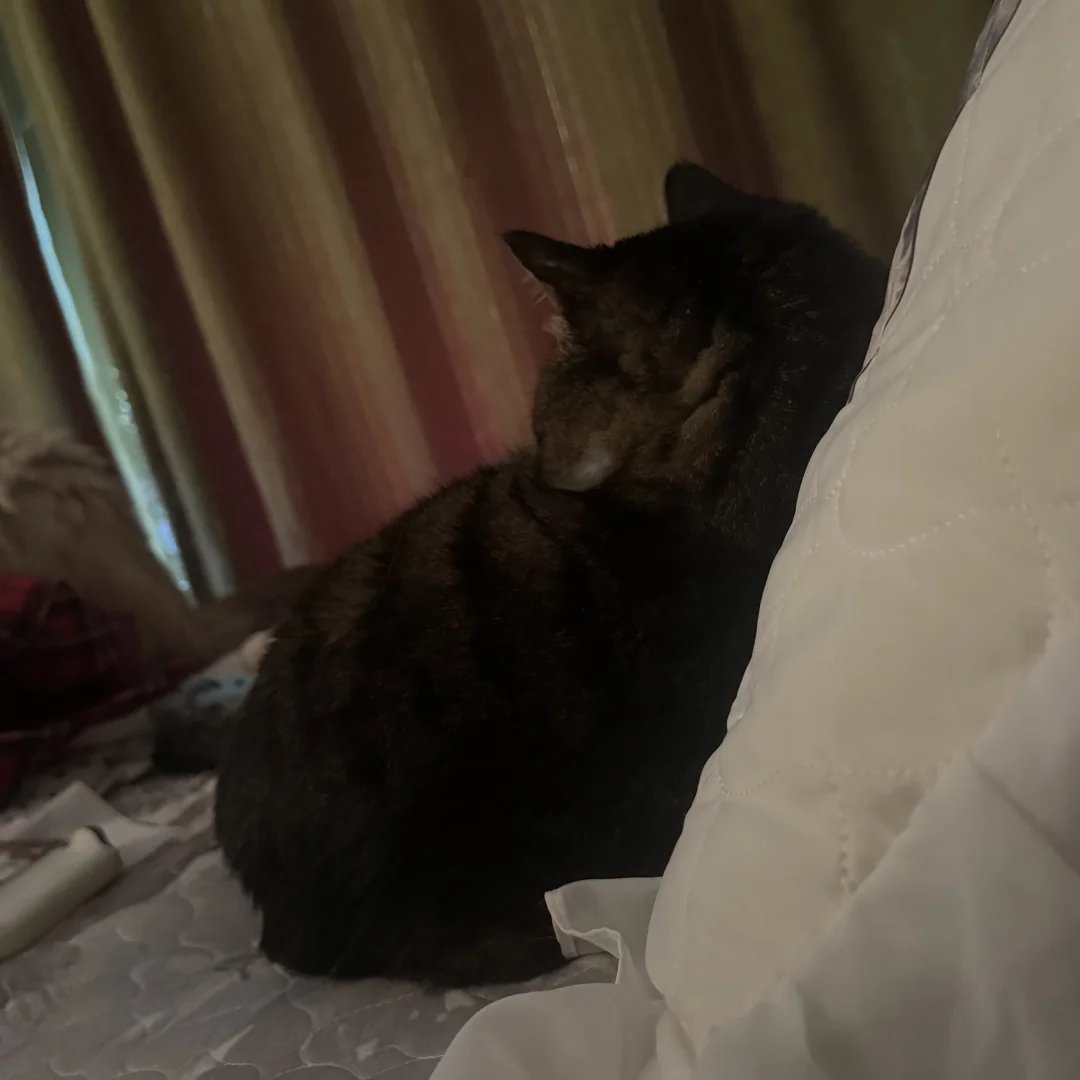 天还没亮 我的小猫圆滚滚靠在枕头上