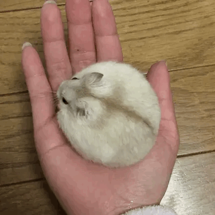 看似是仓鼠，其实是团子