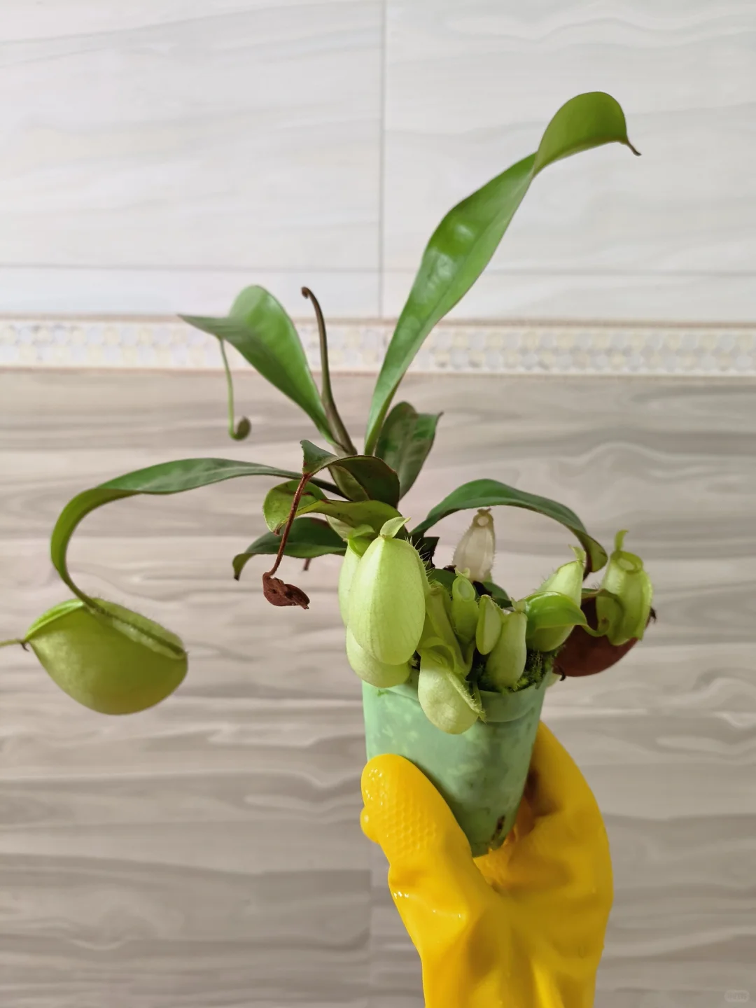 新手大礼包?给猪换盆发现长了一个白笼子