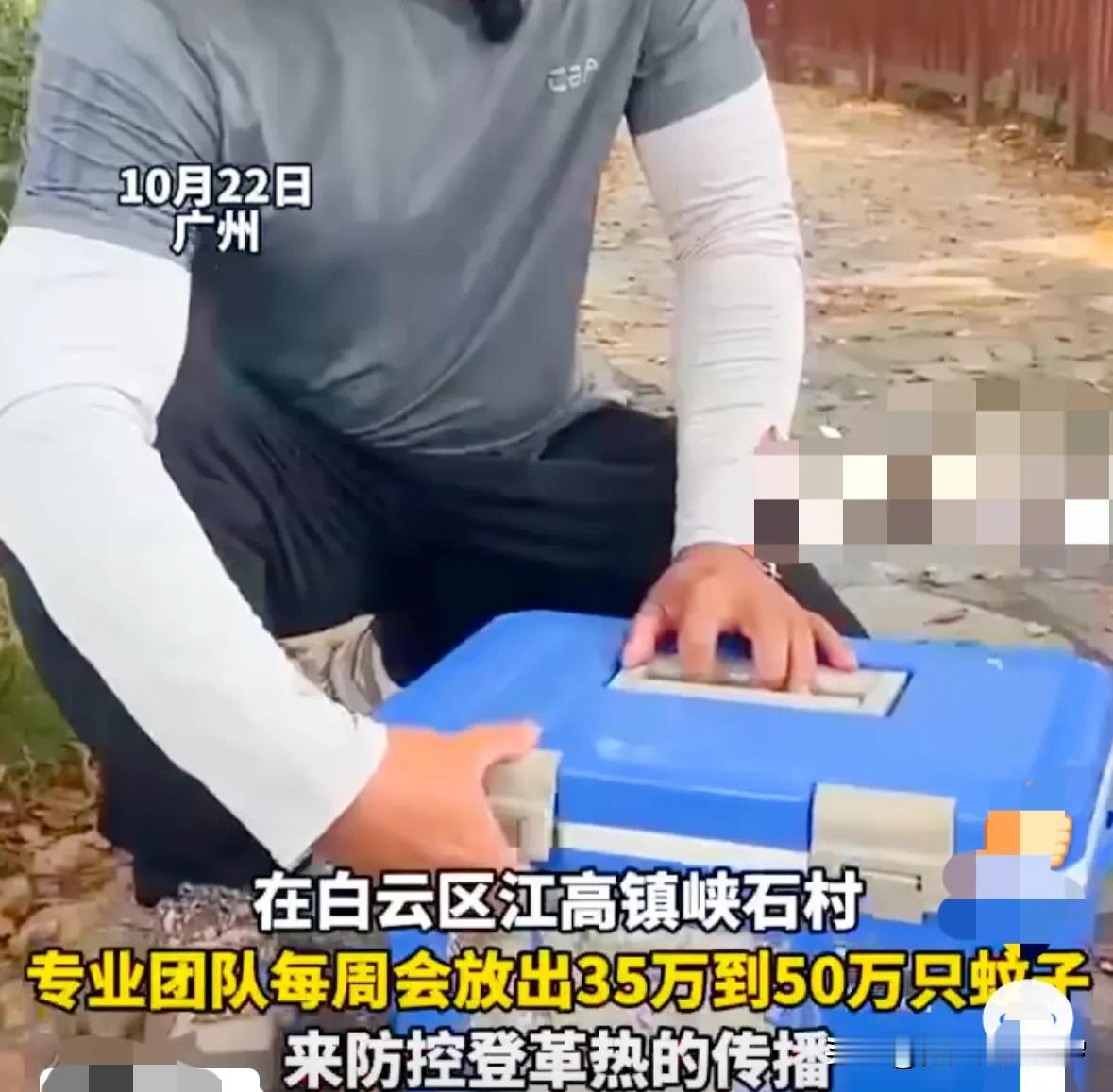 广州有个村子，竟然花钱请人，每周放30万-50万只蚊子！

据悉，这些被放出来的