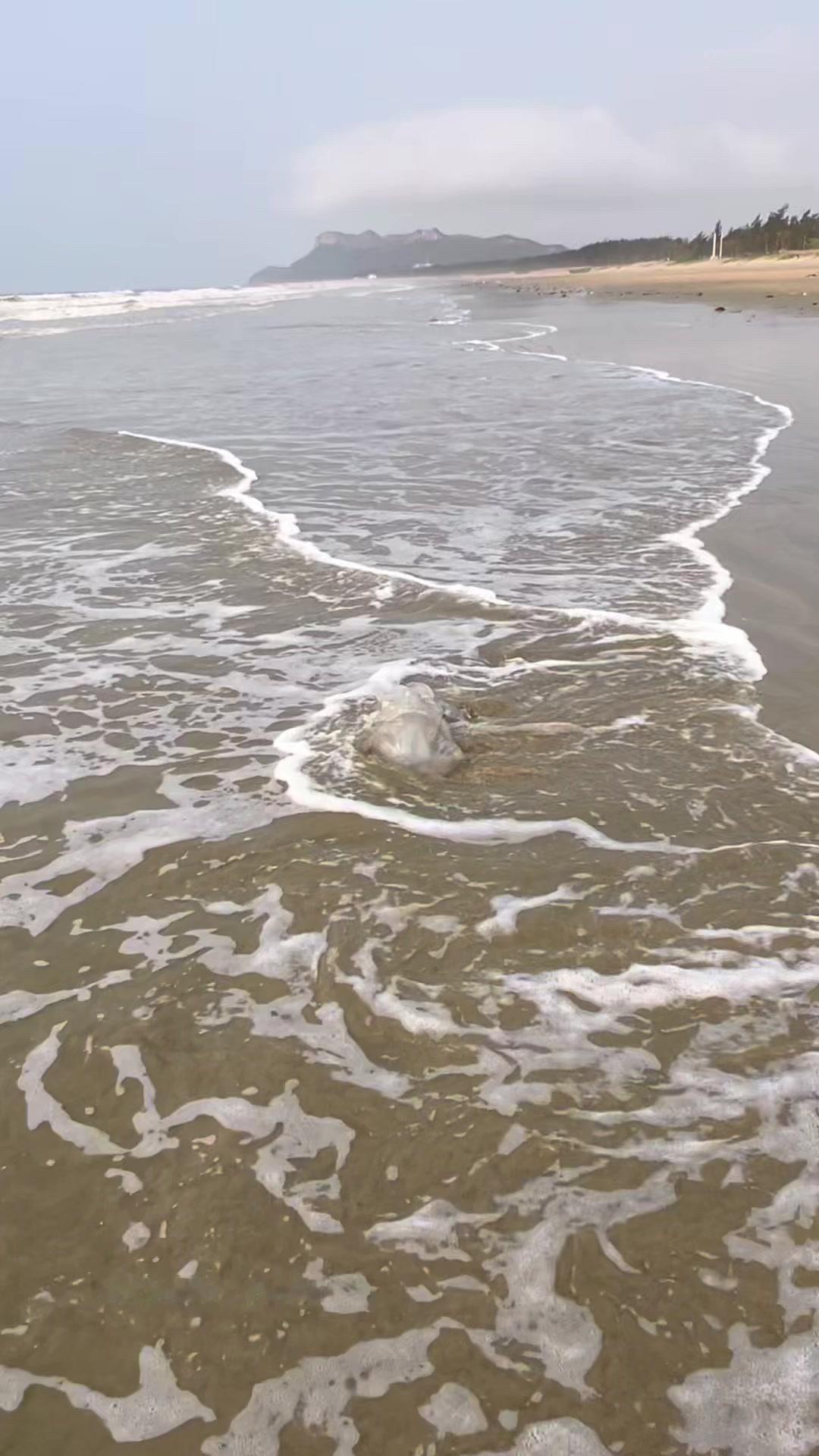 1️⃣清理水母：海边水母太多时很难收完，遗留在海滩的会被切成小块扔回海里喂鱼，尽