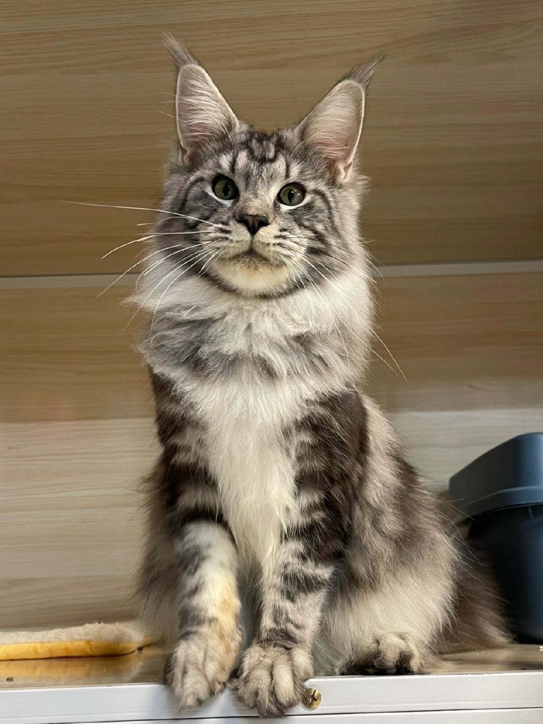 缅因｜银虎斑缅因弟弟