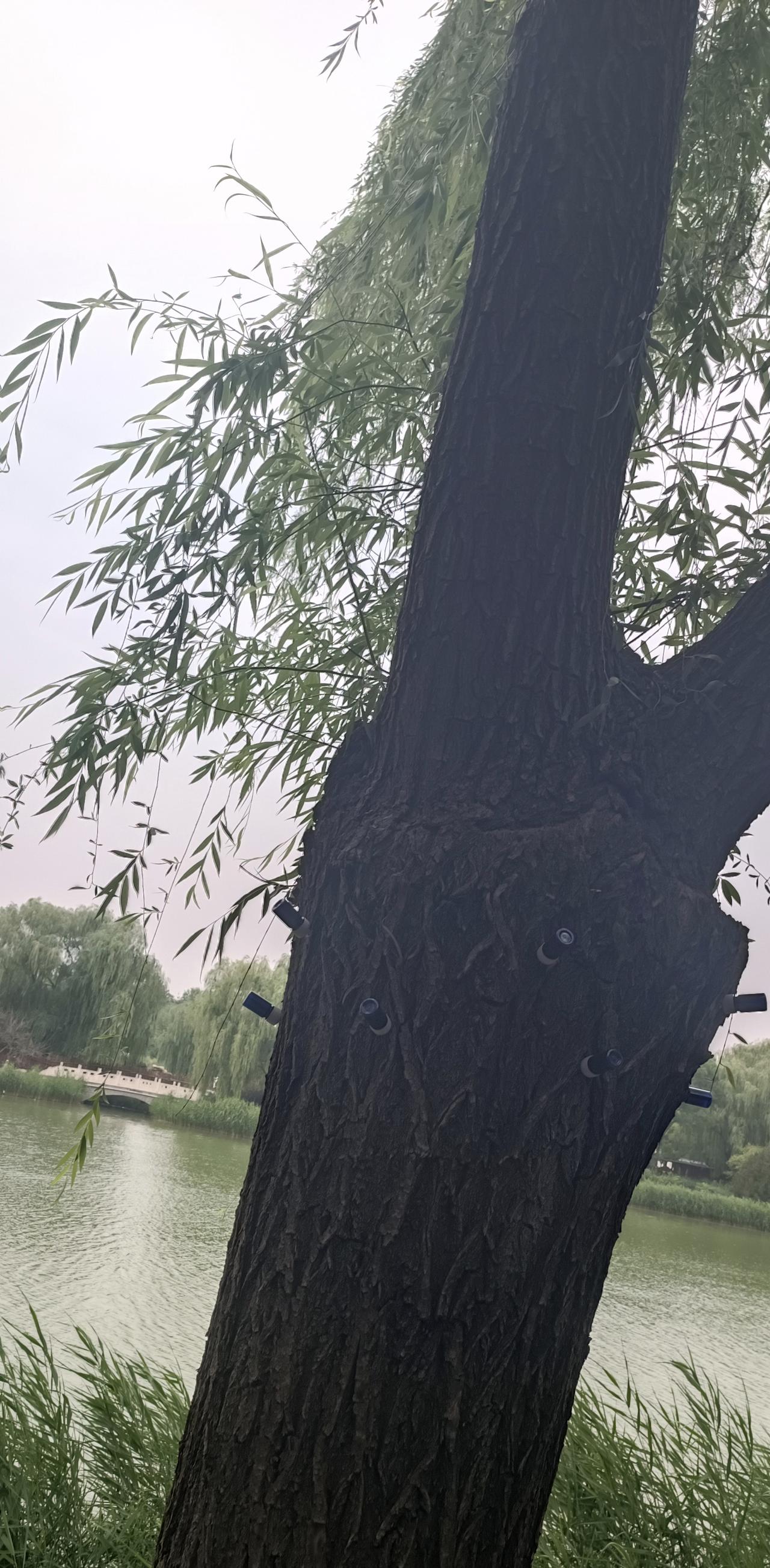 今天刚看到的！
这柳树病了吗？
正在打针💉！
大家说说，
它是做什么的？