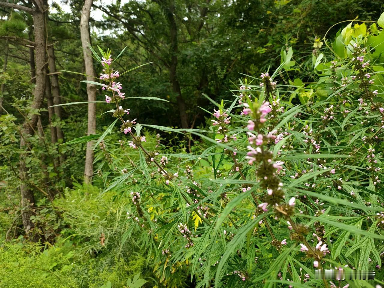 分享最美花朵