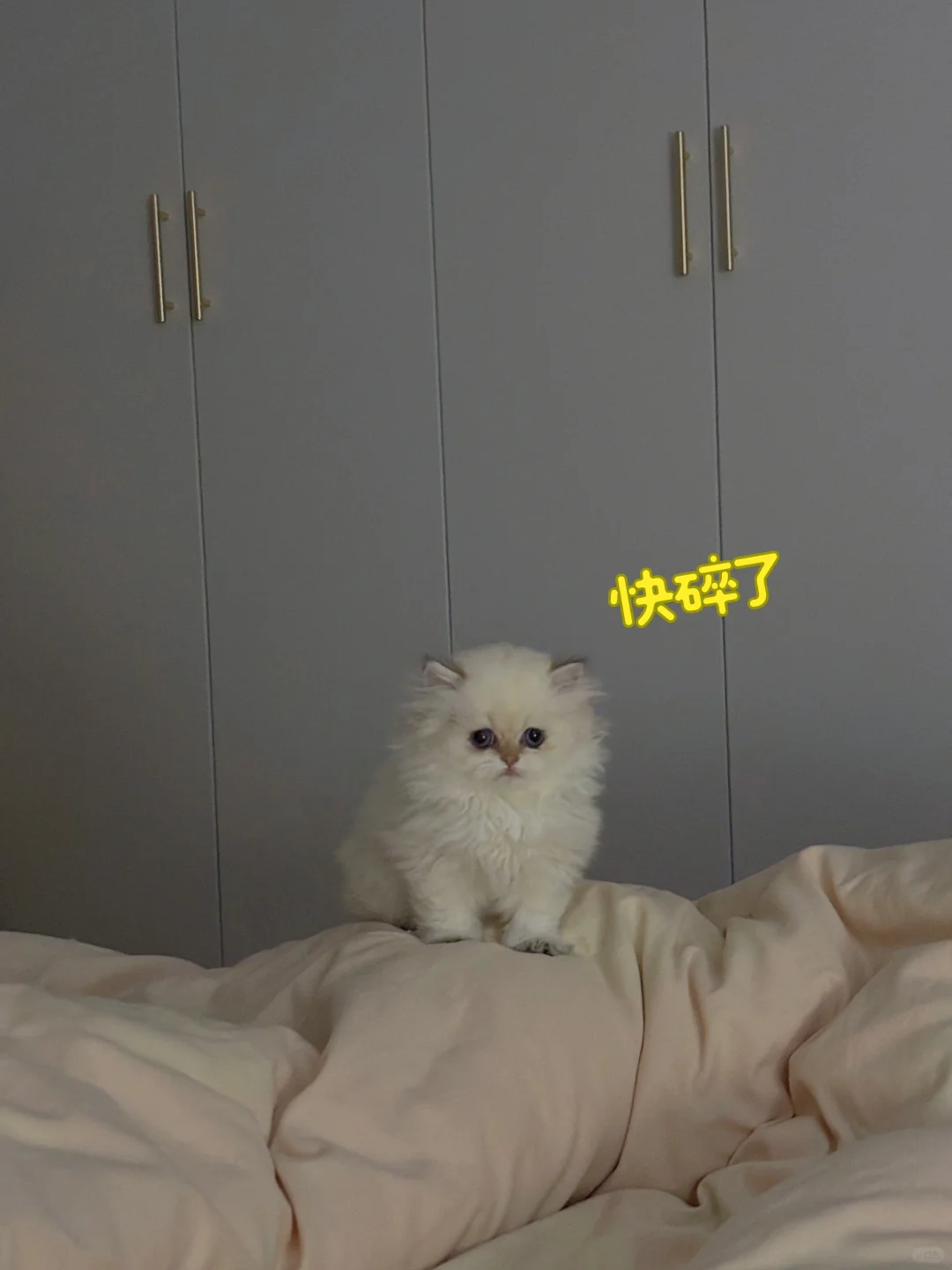 当我起床晚了，我的猫……