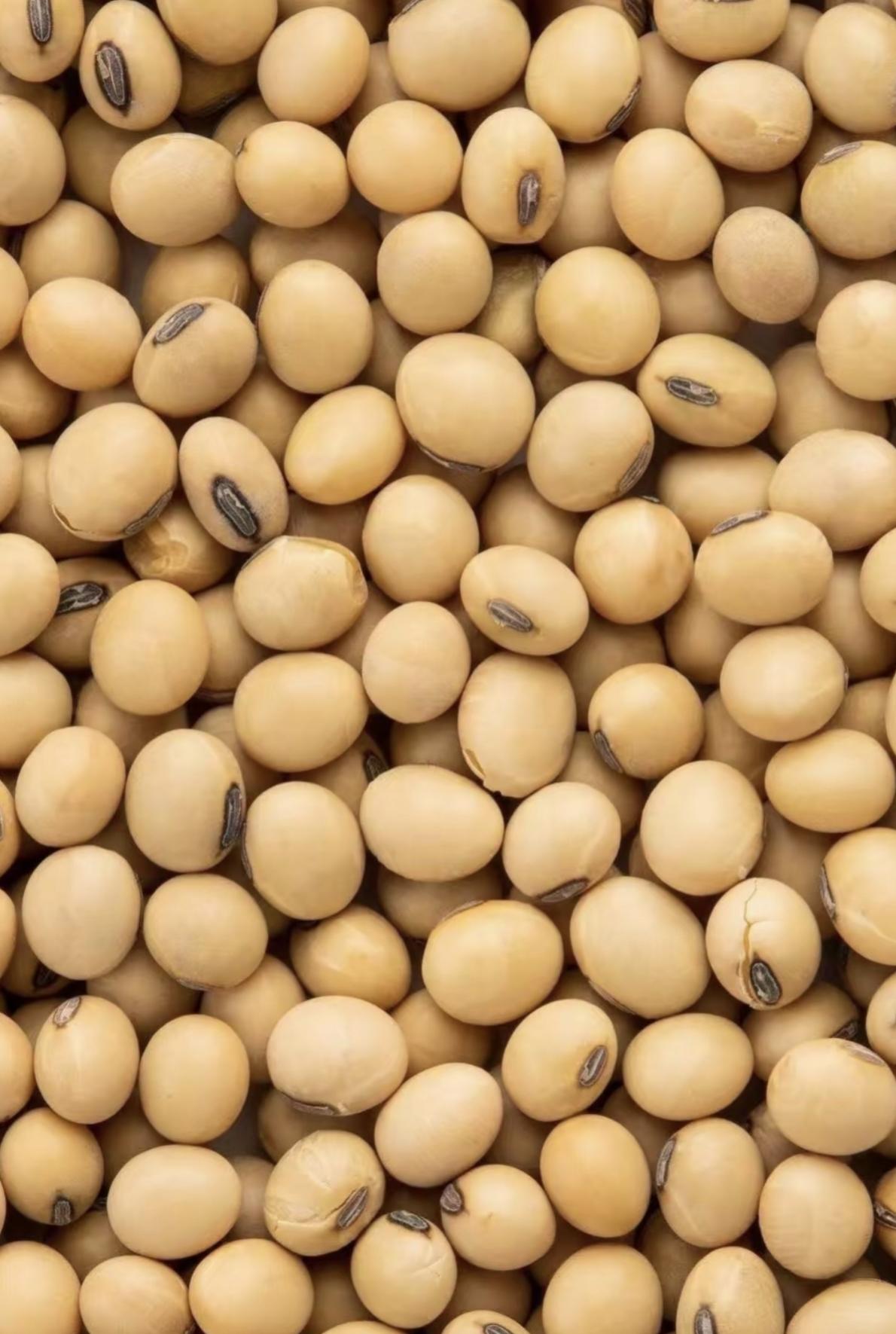 中国暂停采购巴西大豆的核心原因是巴西大豆价格非理性飙升导致成本倒挂。2025年1