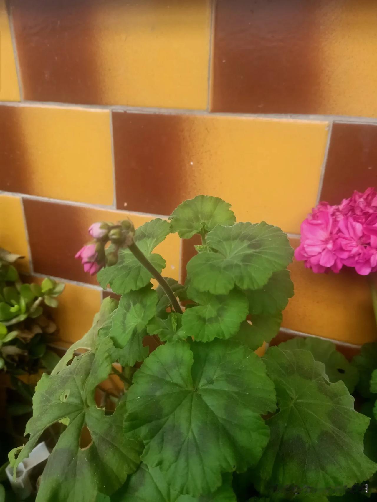 冬日生活打卡季今天是2月4日，正值立春。春日不迟，相逢有时。立春是春天的开始，春