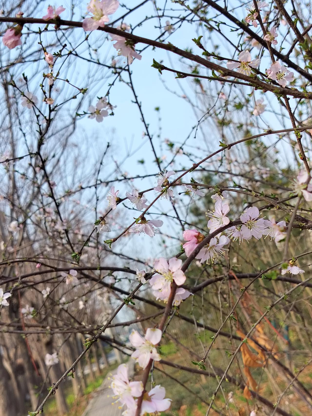 今年春天最想实现的心愿我的胃现在好多了，希望腰疼也赶紧好了，然后把我的牙修整了，
