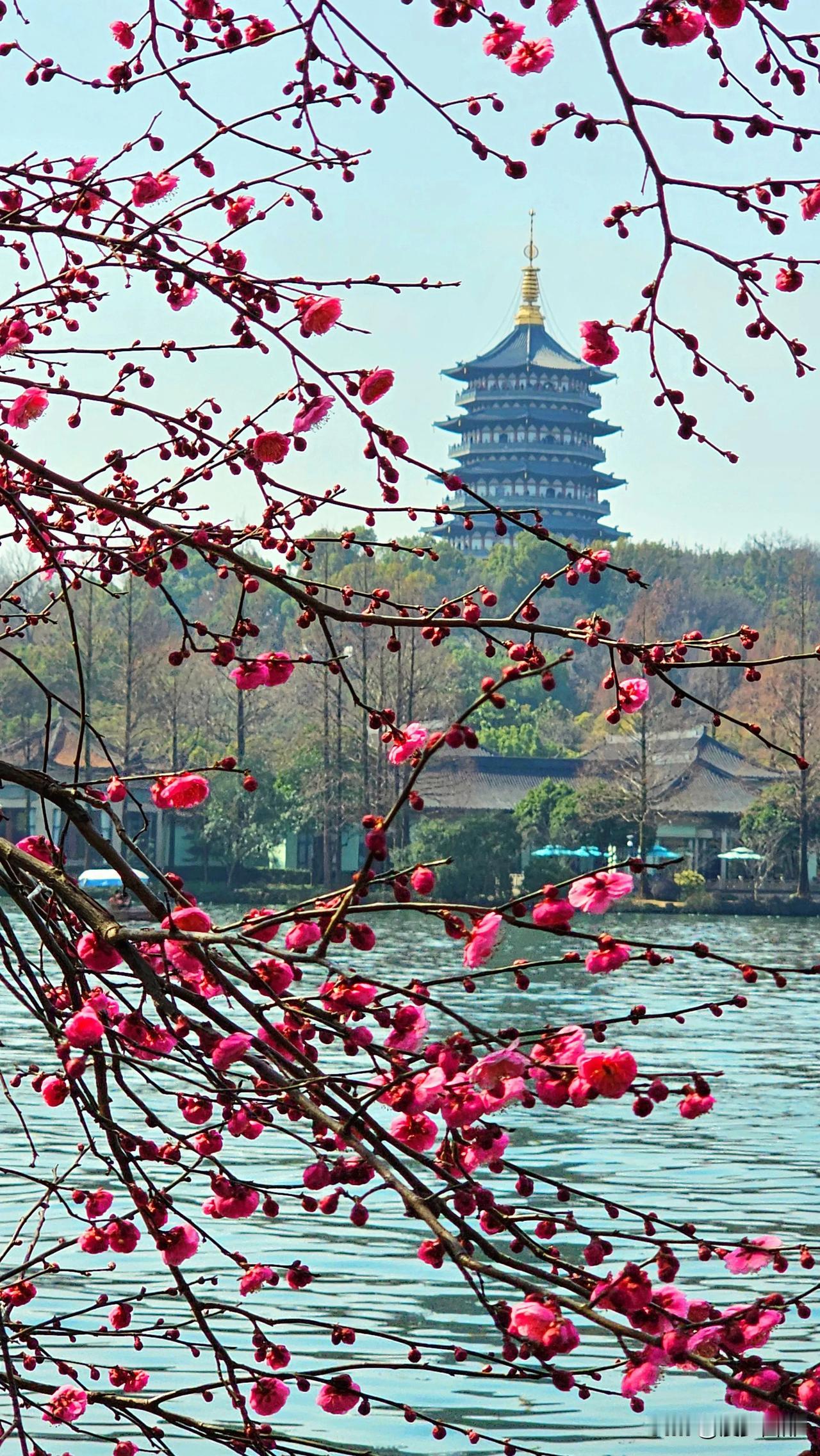 2月16日早春的杭州西湖，已有部分梅花开放。浙江西湖实景 杭州西湖。