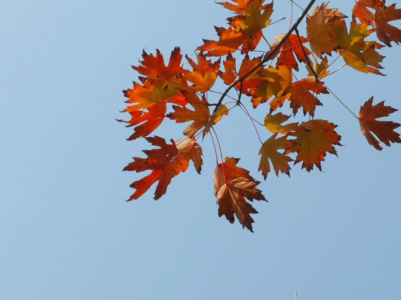 #记录秋日生活点滴#温榆河公园的枫叶红了进入最佳观赏期。在公园9号门入口，门前有