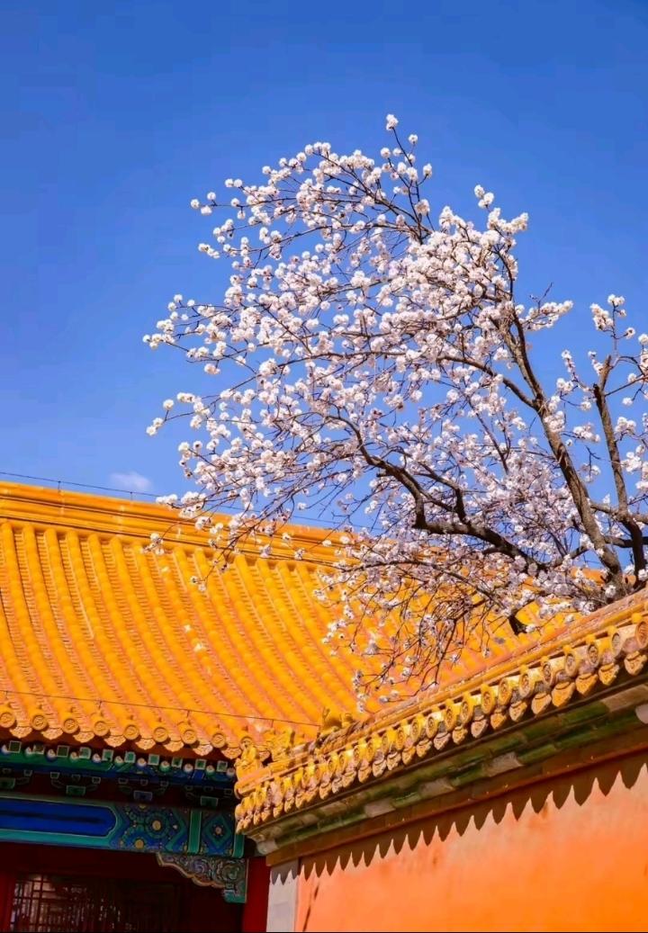 红杏出墙本正常，
谁愿深宫院内藏，
世人别笑皆如此，
…………？

上联：花开三