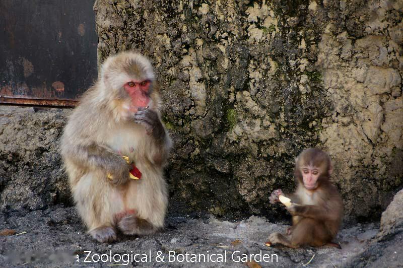 2008年，日本市川市动物园，一只名叫オトメ的小猴子在出生后被妈妈抛弃，无奈之下