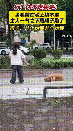 遛狗杀手锏！金毛原地躺平摆烂，女主人假装扭头走，立马秒怂
 女子遛弯后打算回家，