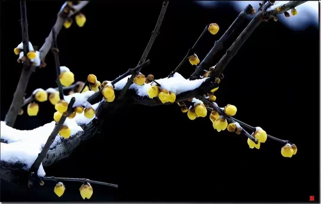 殿前欢·寒潮
暖阳曛，
昨朝寻花步尤欣。
今朝寒猎风如刃，
羽服难温。
枝摇似万