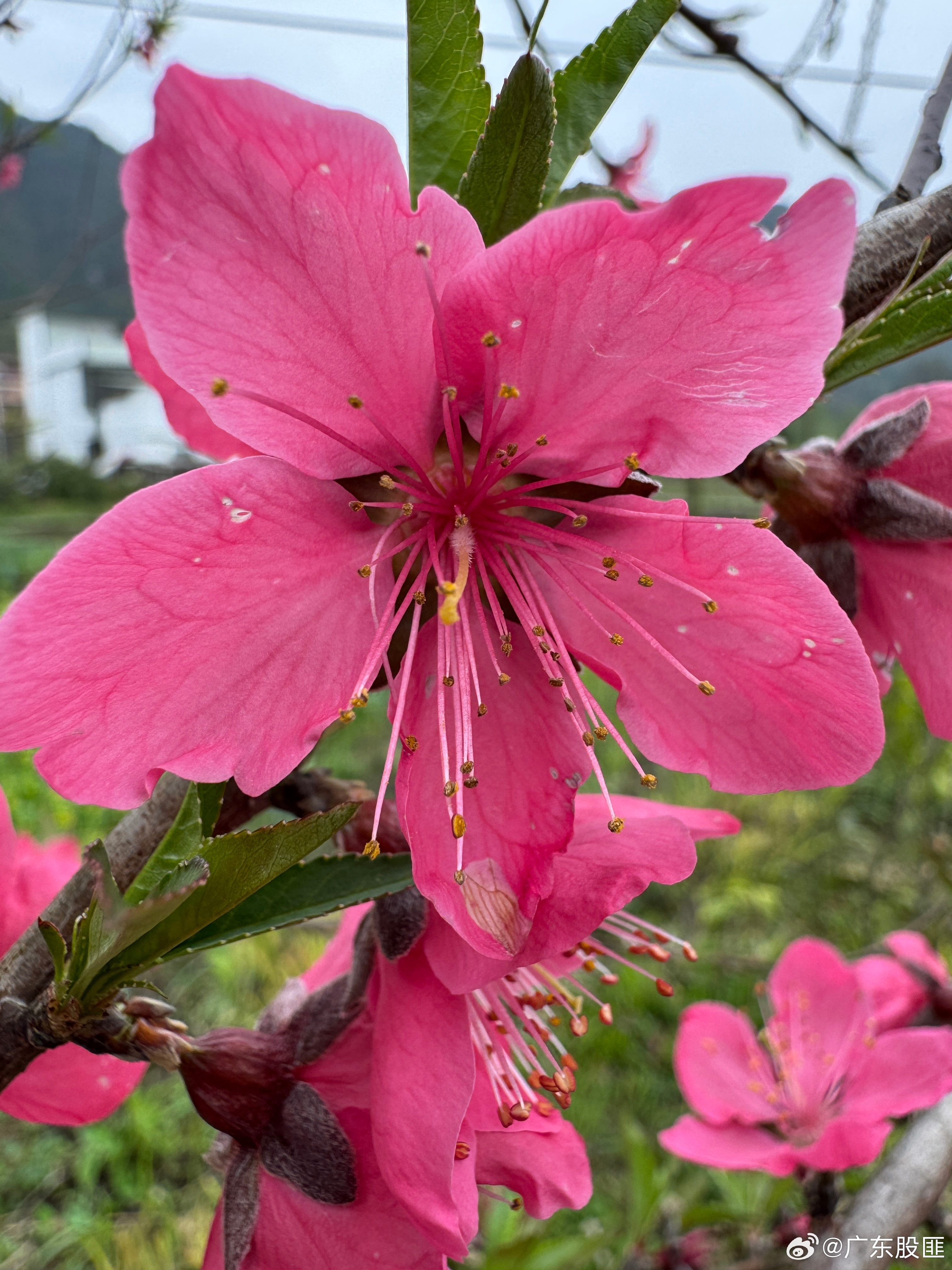 a股 低吸趋势绩优股，才是普通散户大概率获胜的方法！！追高，追热点，打板，这些并