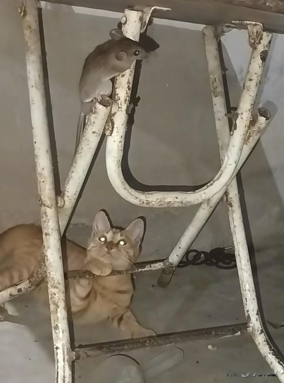 你说这只猫，为什么对着这只老鼠这么温柔呢？如果老鼠跑远了，他再去抓回来，就是不杀