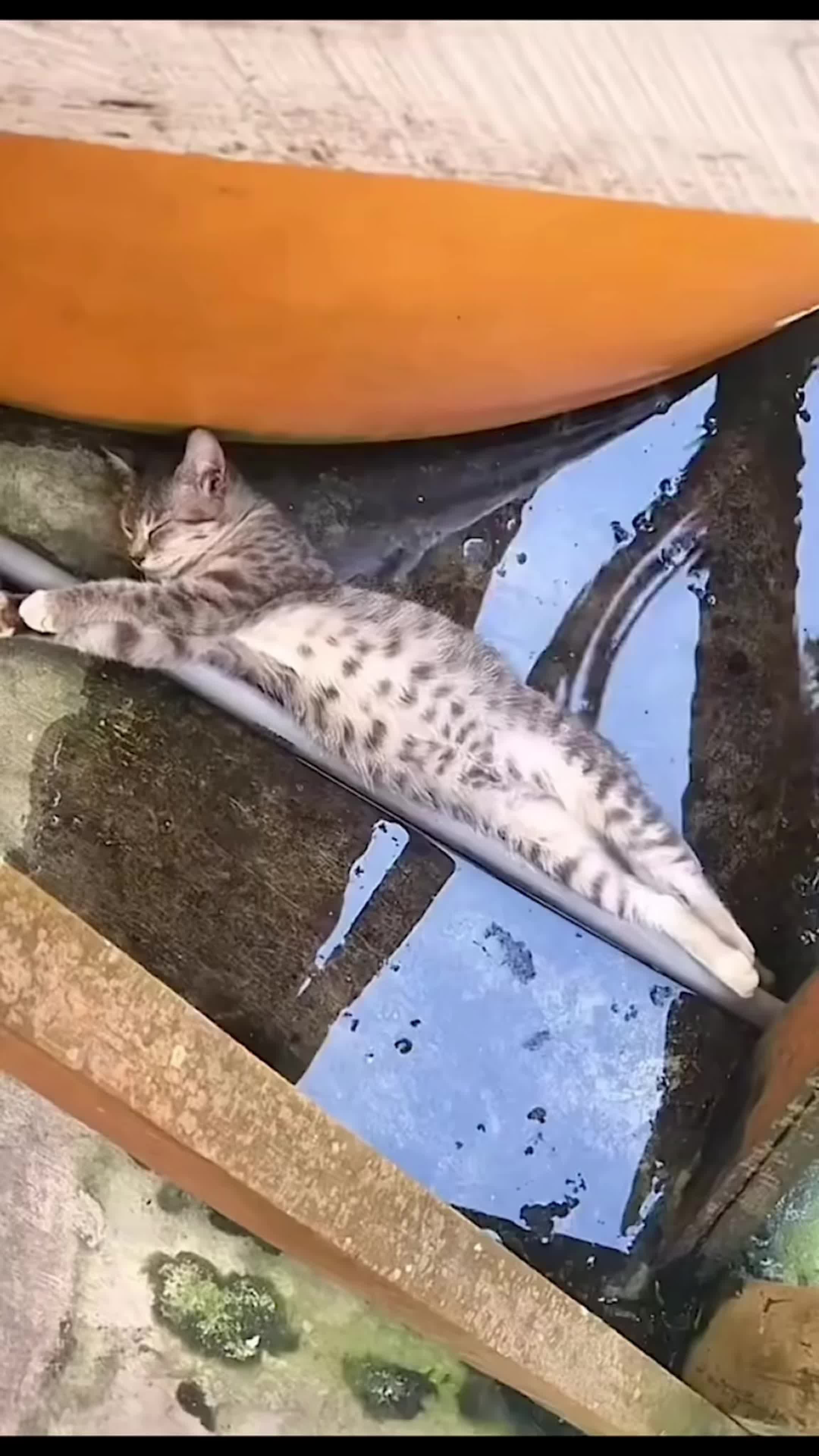 猫咪的迷惑行为