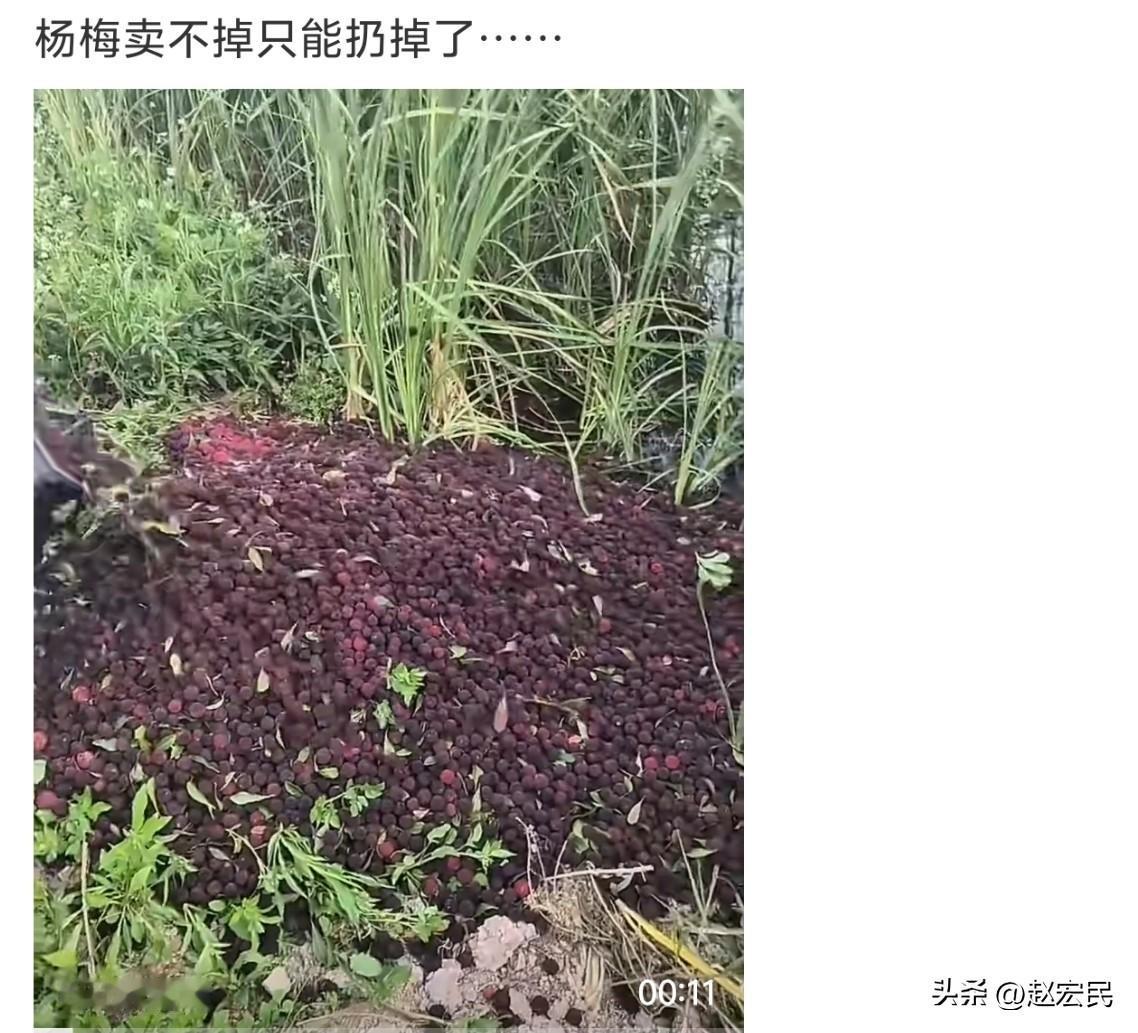 浙江宁波，杨梅批发遭“泡药”风波连累，日销七万骤跌不足万箱。经销商：我们可以停售