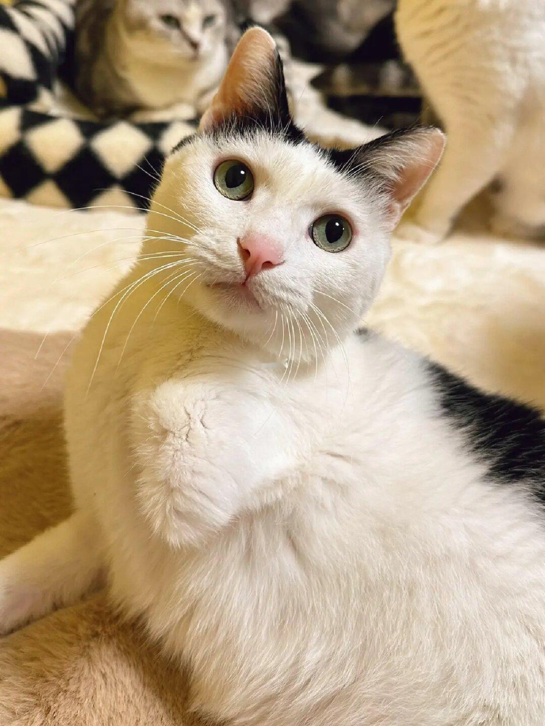 今日份撸猫·猫咖倒闭后第二年。