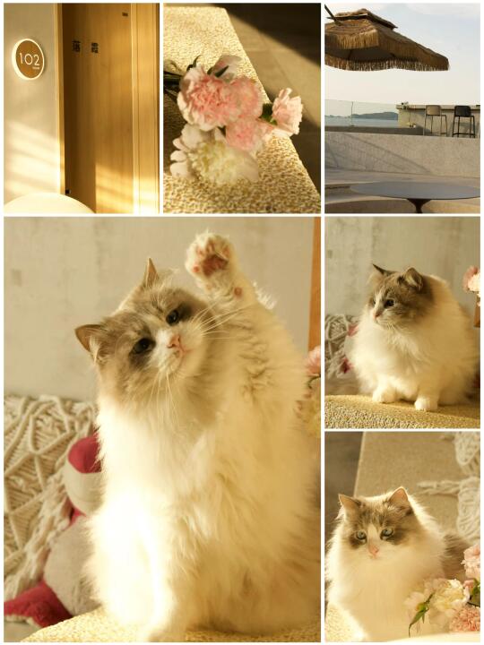 来平潭一定要住一次的猫宠民宿～