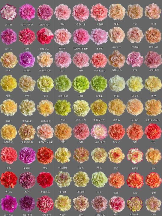 每日识花系列｜一次性认识180种康乃馨②