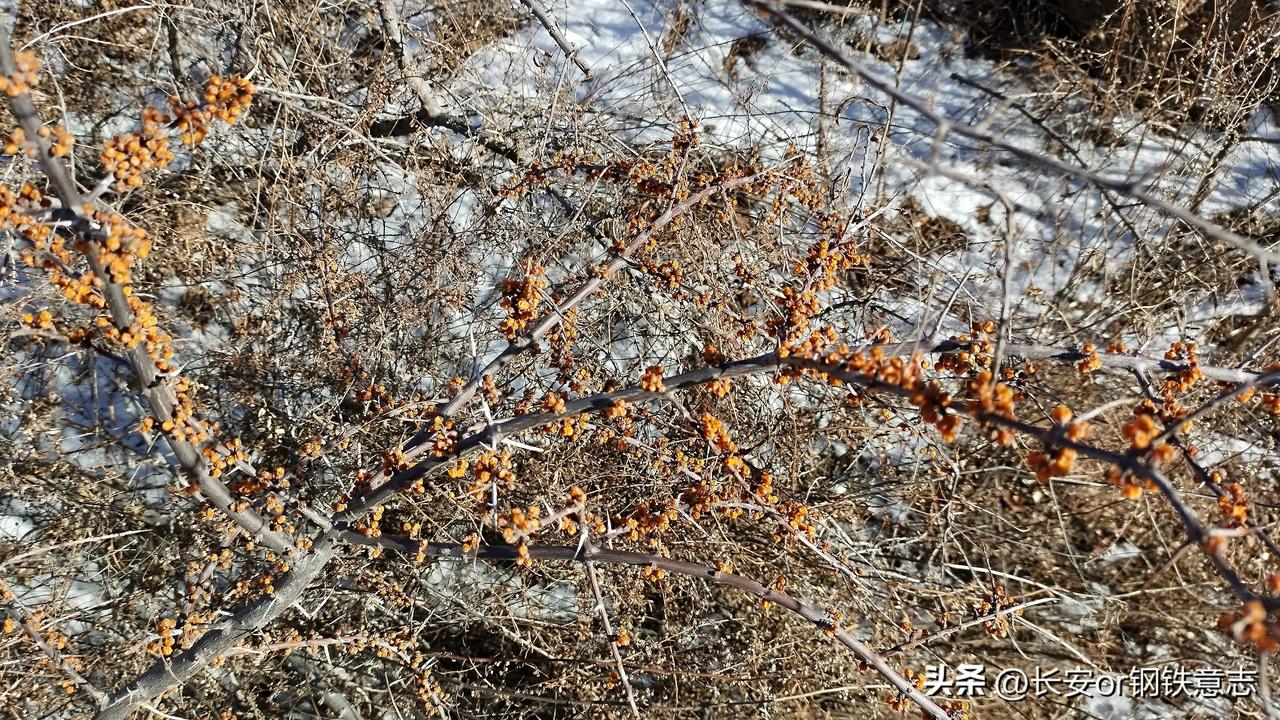 沙棘，这儿依然有
🍁蟠龙山沟口东南的路边有一片，沙棘结得很密。