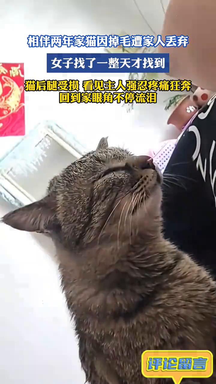相伴两年家猫因掉毛遭家人丢弃，女子找了一整天才找到。
猫后腿受损，看见主人强忍疼