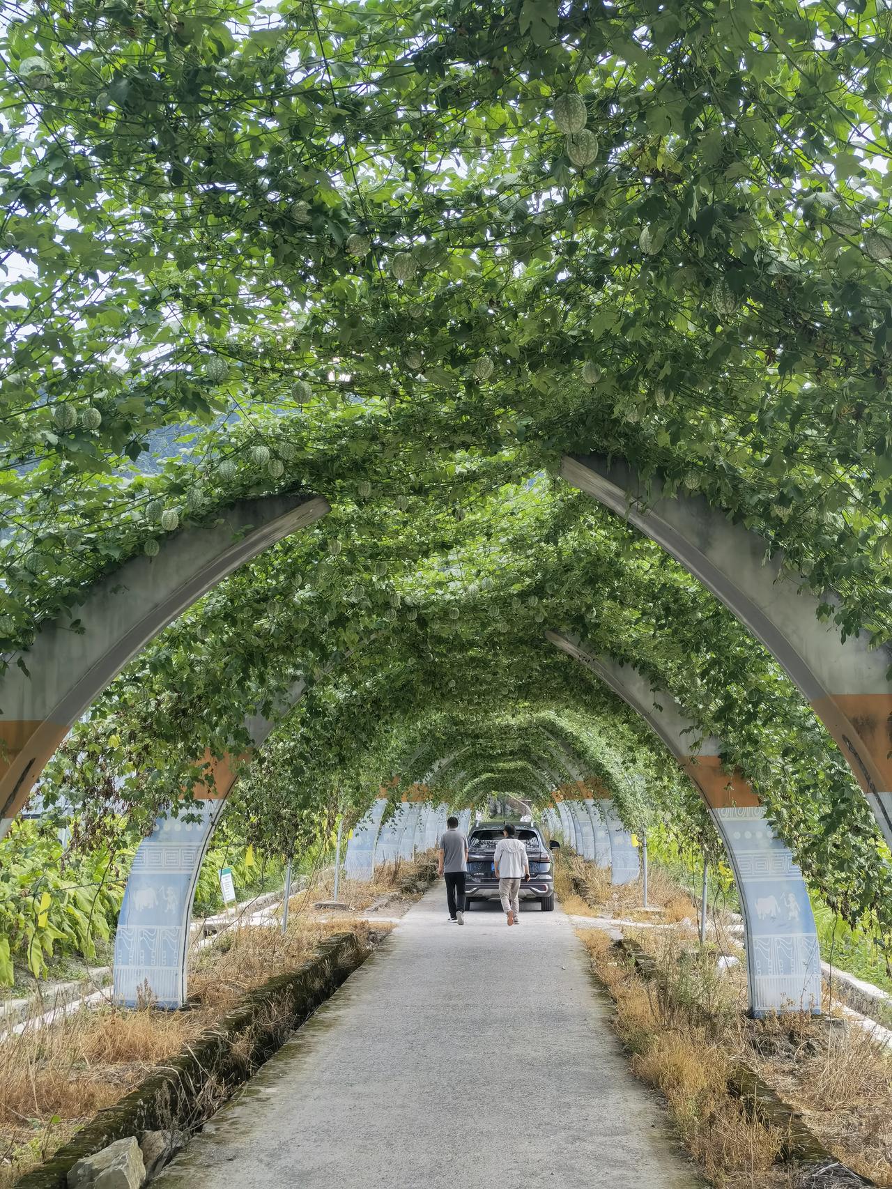真的是思路一开，闲置空间都能变成增收门路。
 
一处农业基地的景观连廊，原本只做