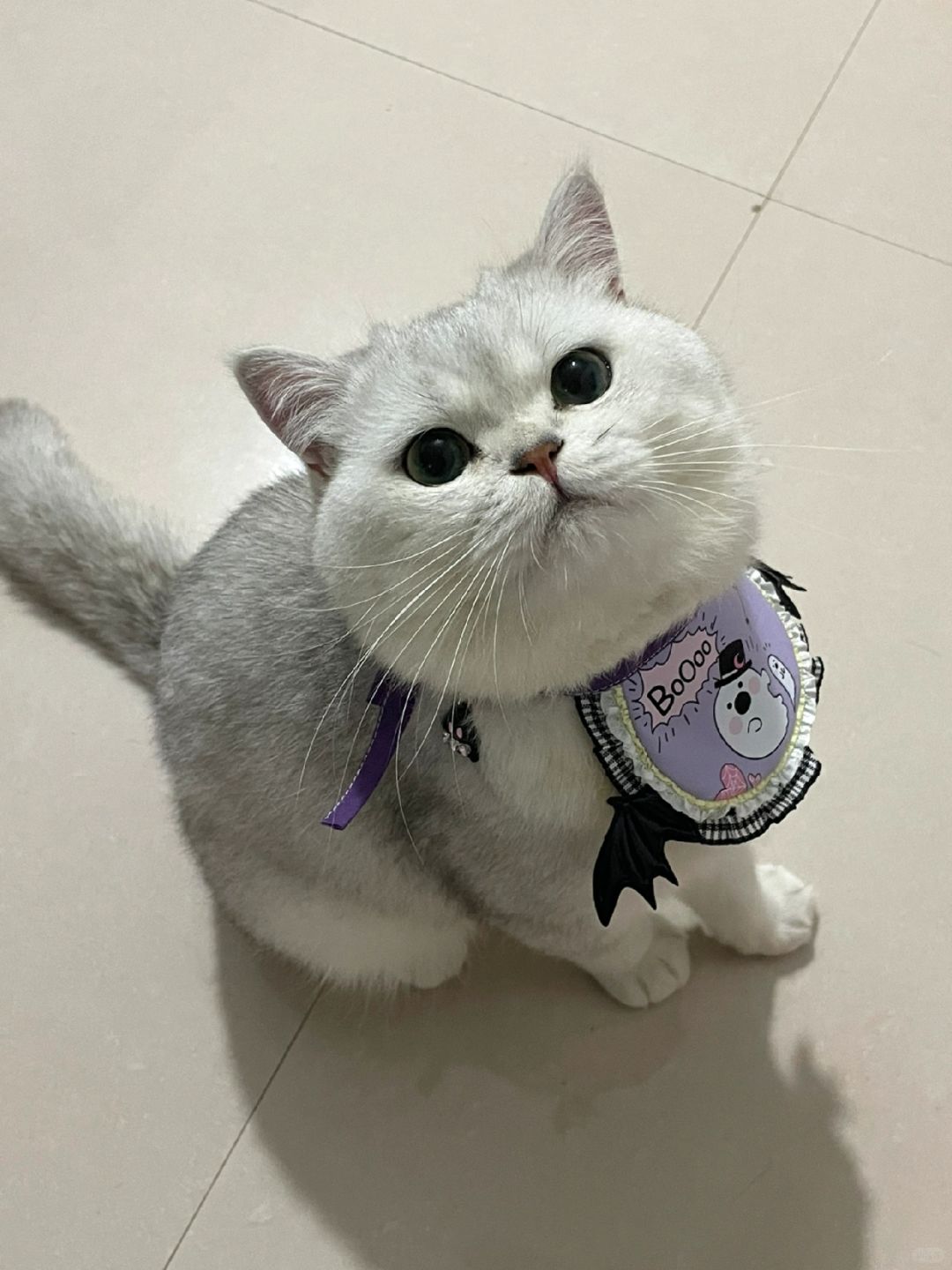 香香小猫🌸