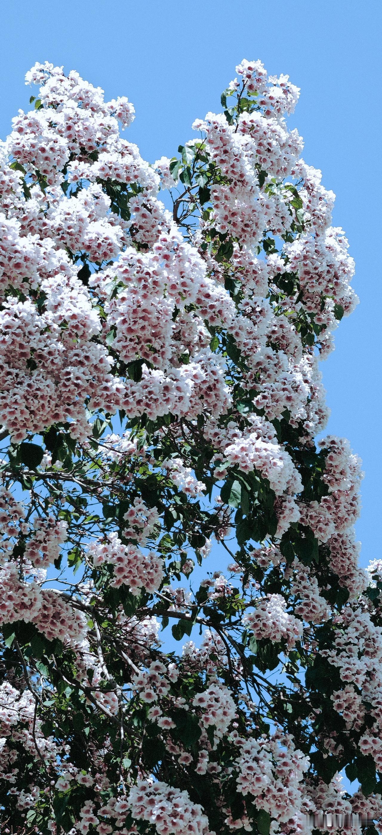 楸树花能把粉和紫调和得如此梦幻