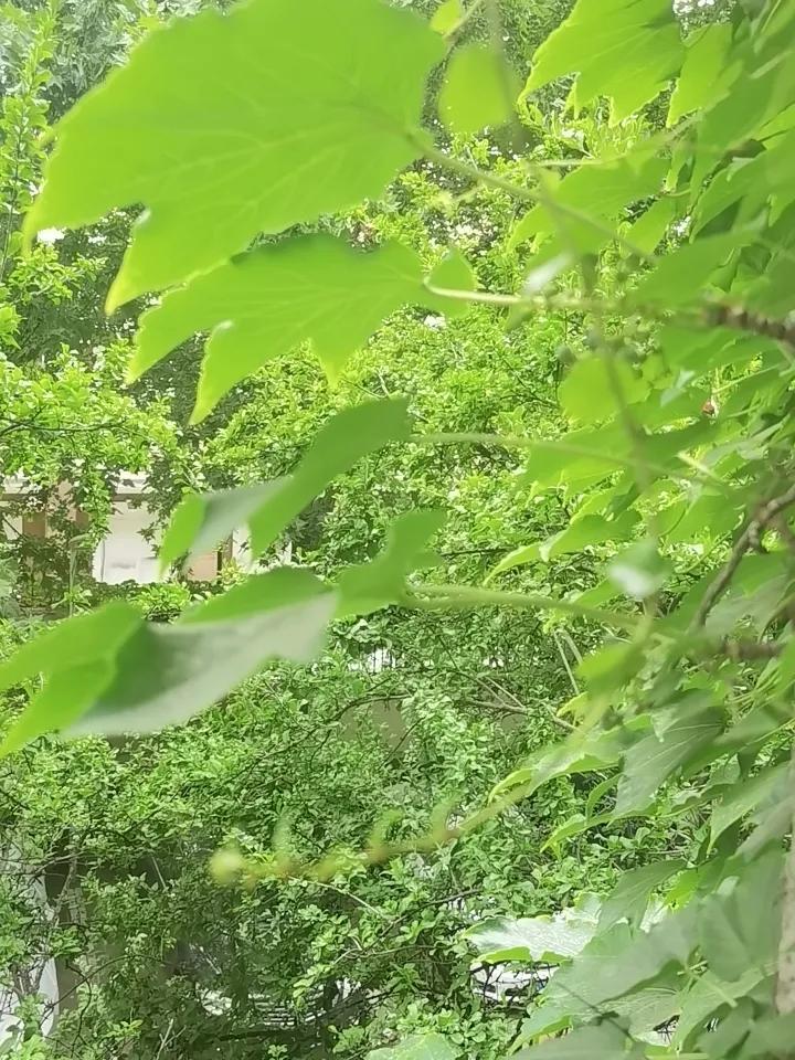 一片叶子，两片叶子，三片叶子。
我要看着她，
变红，慢慢的
变黄，慢慢的
变枯，