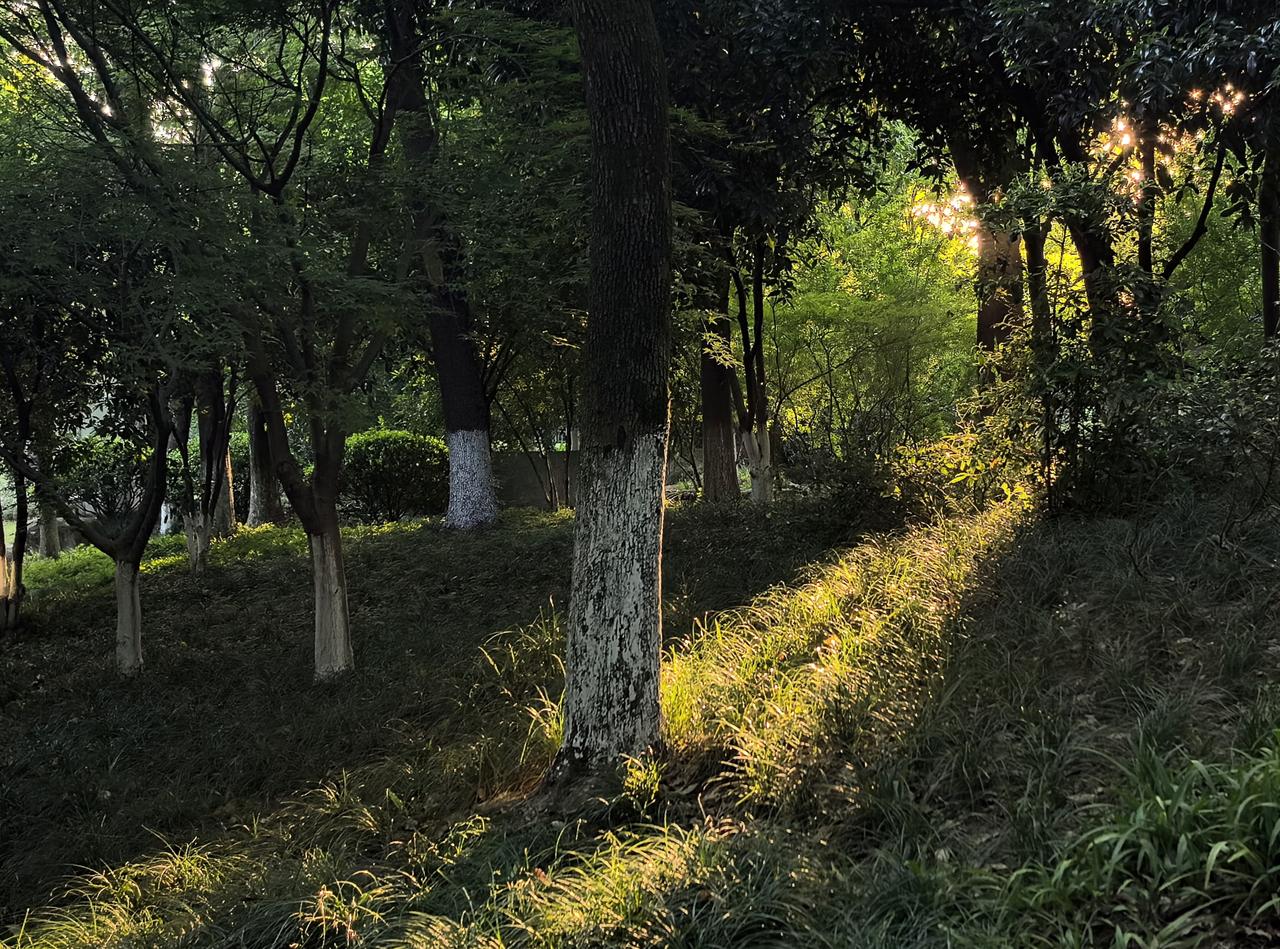 林中那一抹夕阳