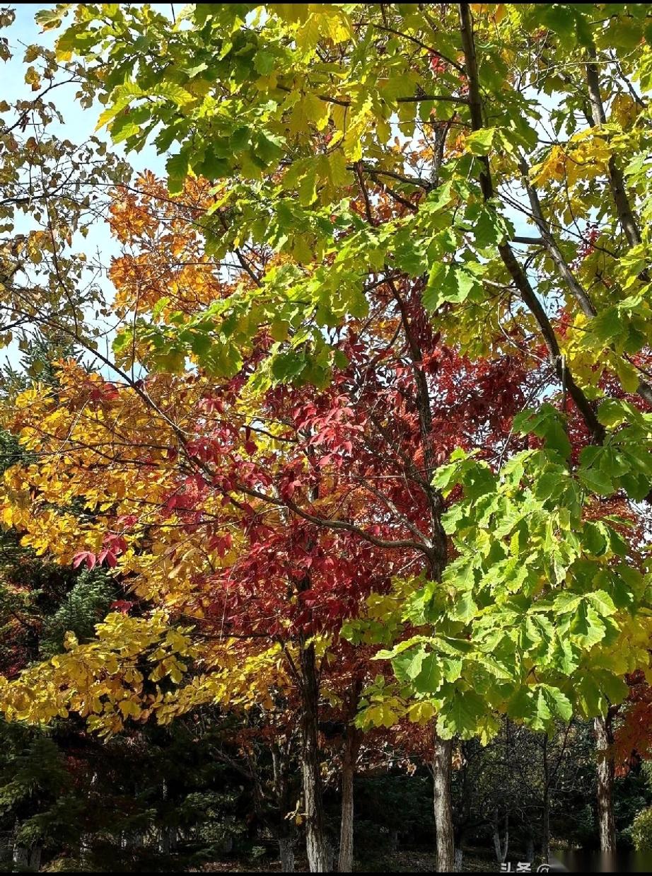 咱这一天，主打一个被三顿饭拿捏得明明白白！早上起得不算早，揣着俩肉包就冲出门，咬