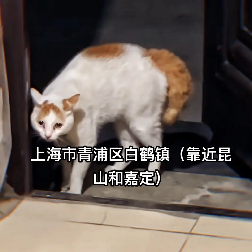 我想做最后的挣扎