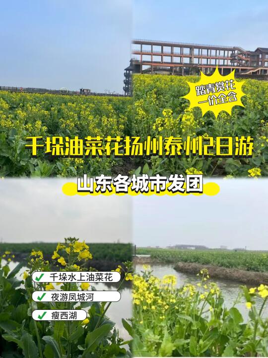 烟花三月下扬州！千垛油菜花即将盛开🌸